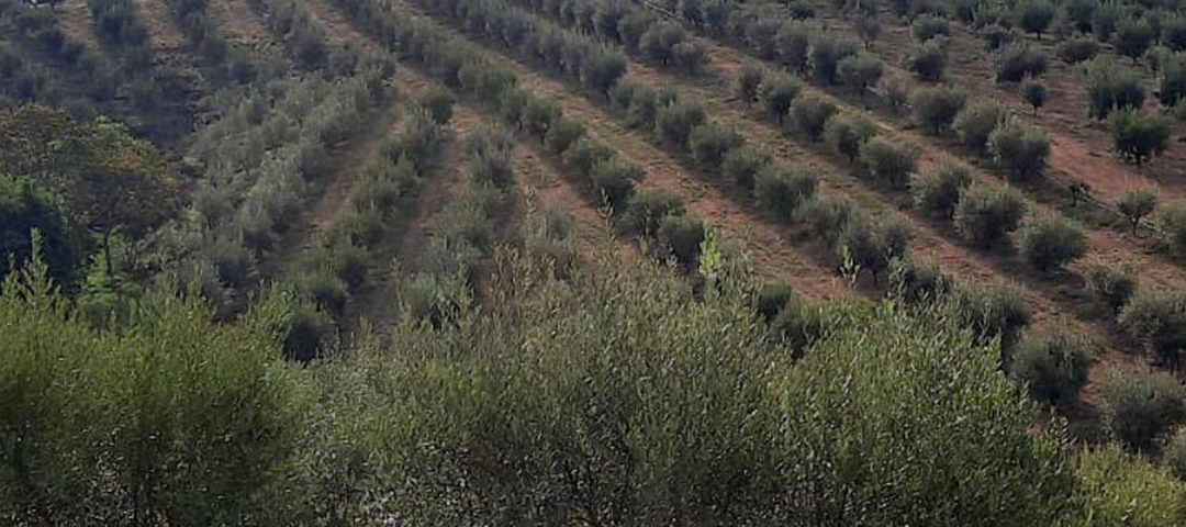 Olival em Barbacena de 6500 Oliveiras