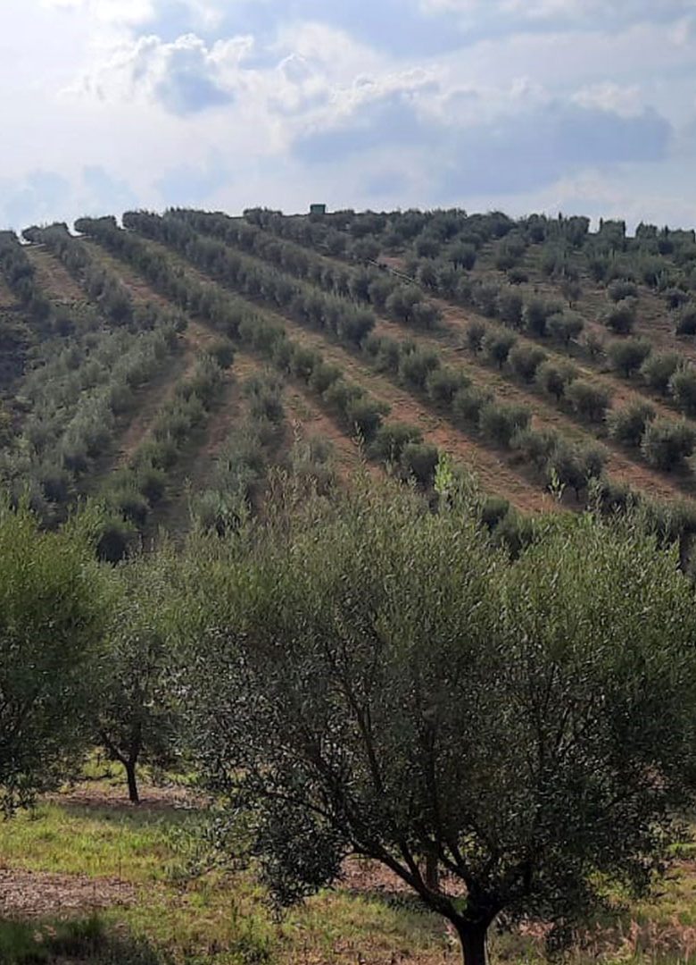 Olival em Barbacena de 6500 Oliveiras