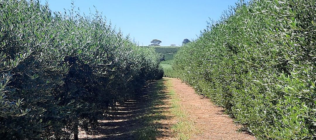 Sistema Intensivo de Produção de Oliveiras em Guaxupé