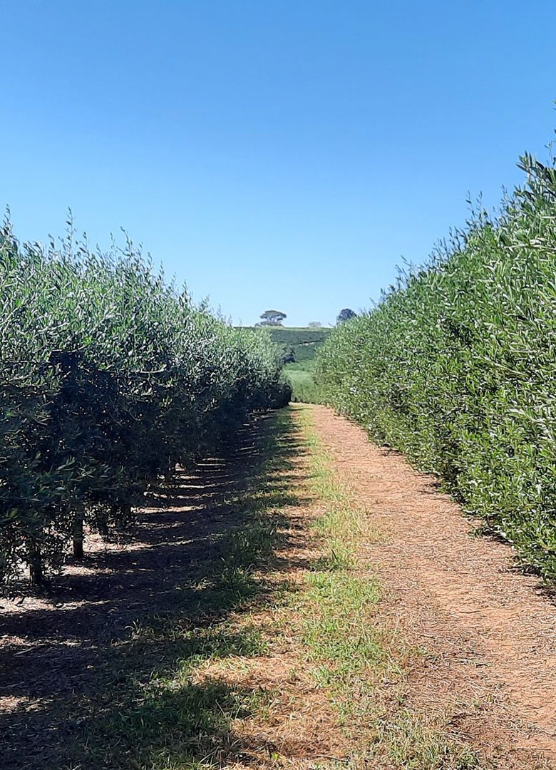 Sistema Intensivo de Produção de Oliveiras em Guaxupé