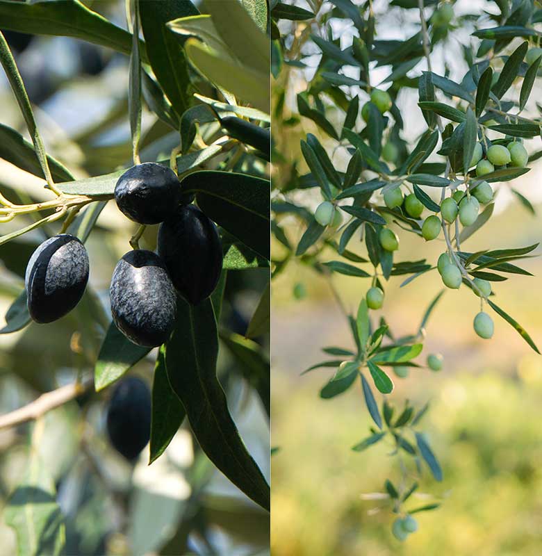 Árvore de azeitona. A oliveira (nome científico Olea europaea L.) é uma árvore da família das oleáceas. A oliveira produz azeitonas, que são usadas para fazer azeite.