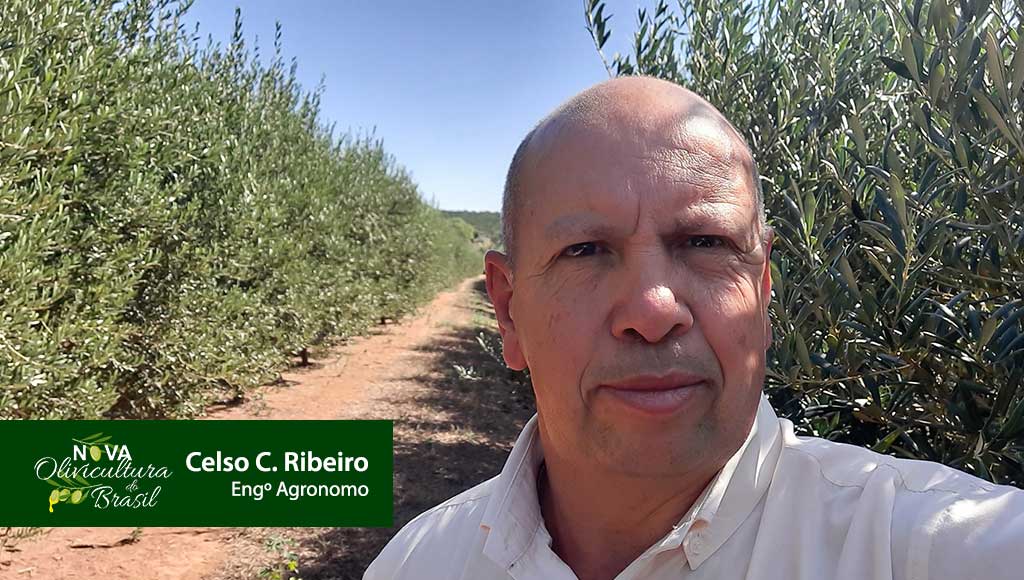 Celso Camilo Ribeiro - Engenheiro Agronomo e proprietário da Nova Olivicultura do Brasil