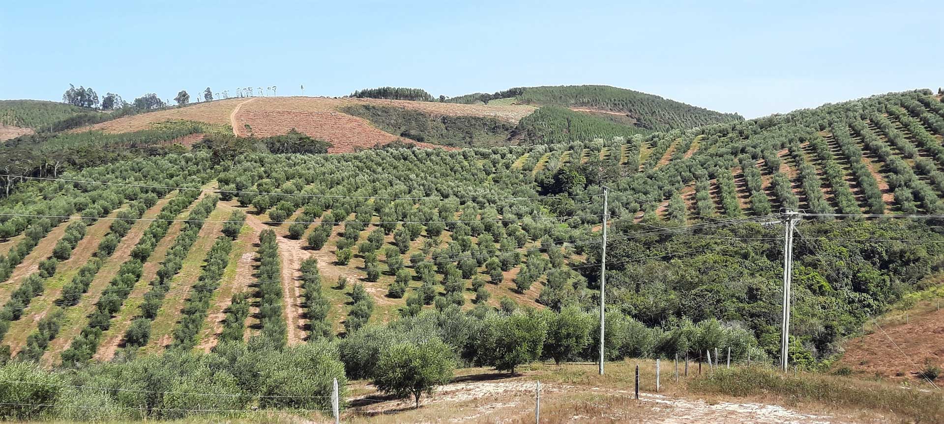 Nova Olivicultura do Brasil