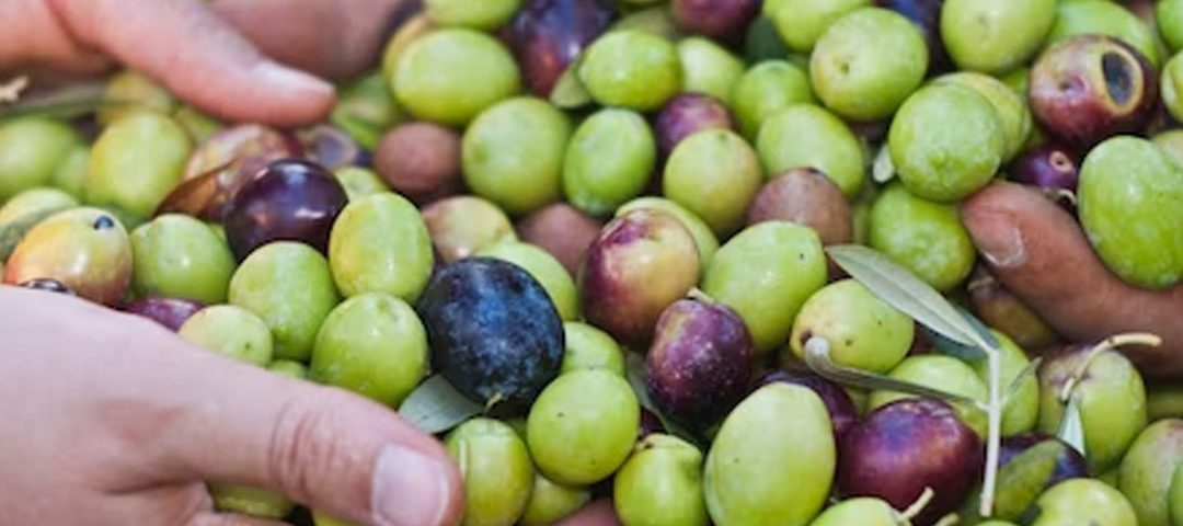 Olivicultor: A arte de extrair o néctar dourado das oliveiras