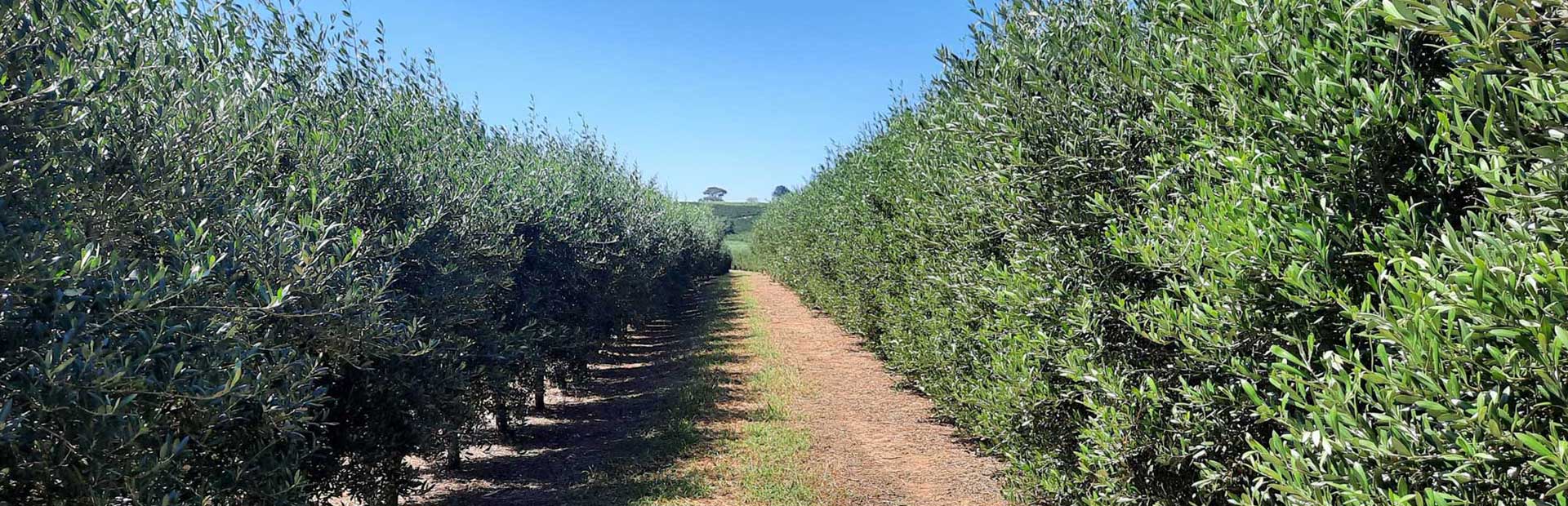 Produção de Azeitonas para Azeite Extra Virgem