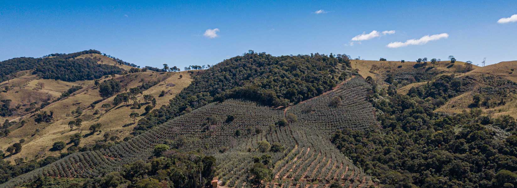 Olivais Serra da Mantiqueira