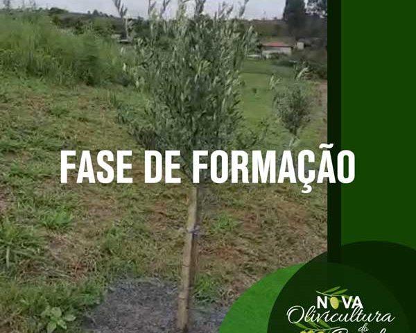 Oliveiras na fase de formação em Itapeva (Minas Gerais)