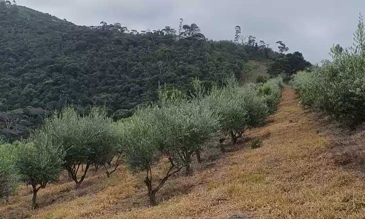 Fazenda em Maria da Fé ampliou plantação, que hoje conta com cerca de 3 mil árvores